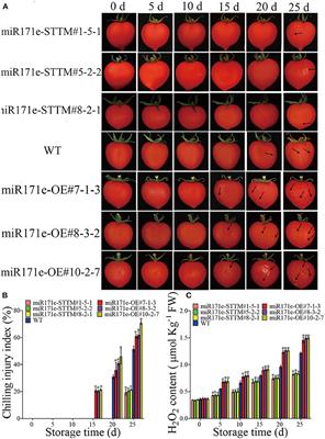 Chilling injury of tomato fruit was alleviated under low-temperature storage by silencing Sly-miR171e with short tandem target mimic technology